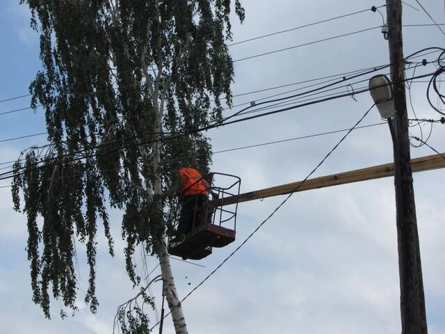 Белгородэнерго напоминает о правилах санитарной обрезки деревьев в охранных зонах ЛЭП.