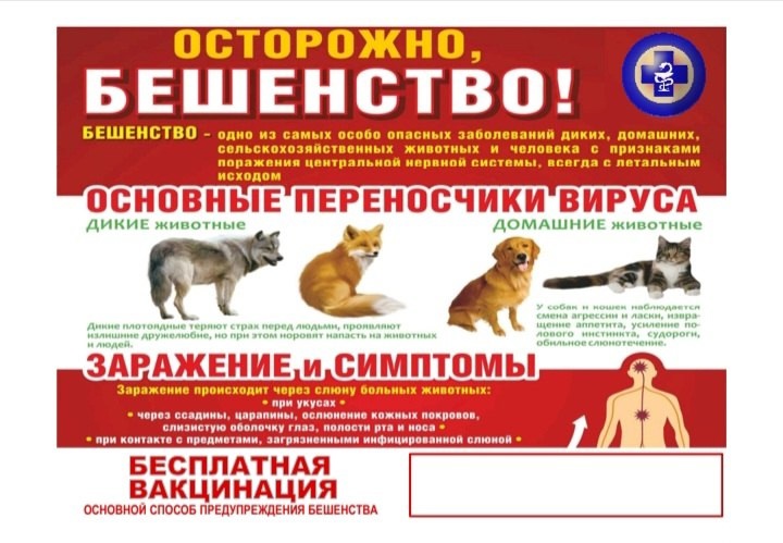 Бешенство – острое инфекционное вирусное особо опасное заболевание животных и человека. Бешенство – острое инфекционное вирусное особо опасное заболевание животных и человека.